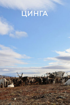 Цинга 2025